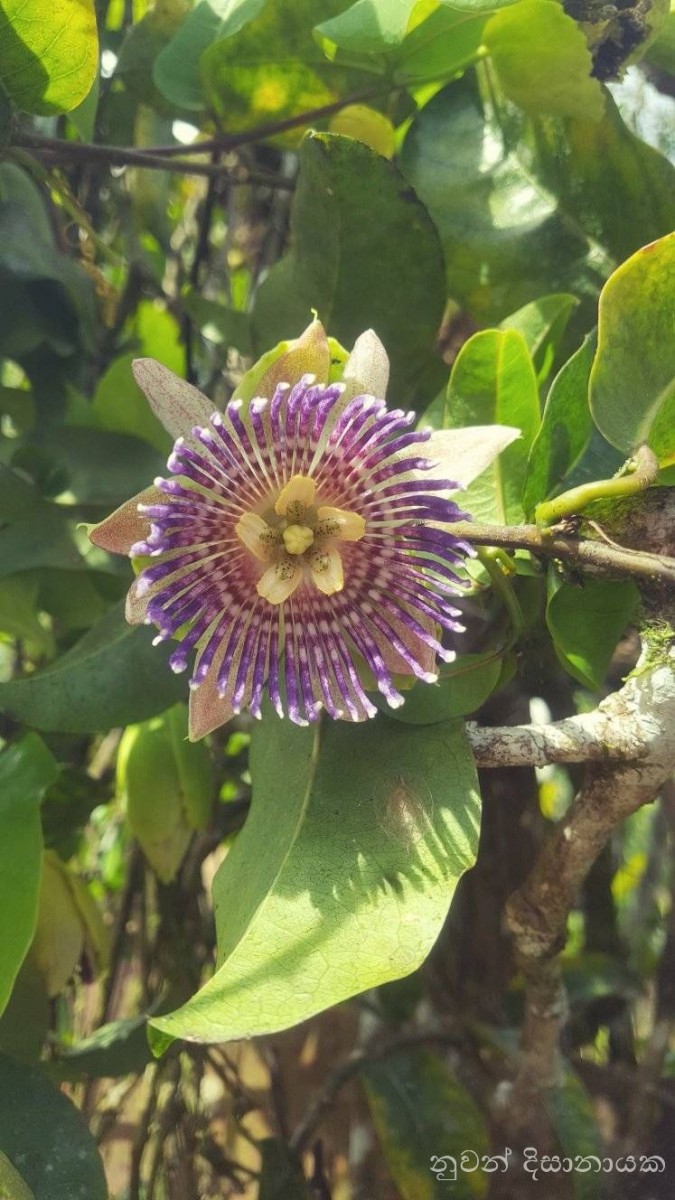 Passiflora maliformis L.